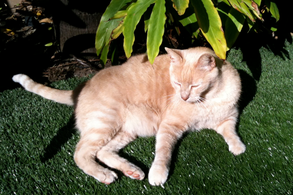 A ginger cat laying in the sun on astroturf underneath green foliage.